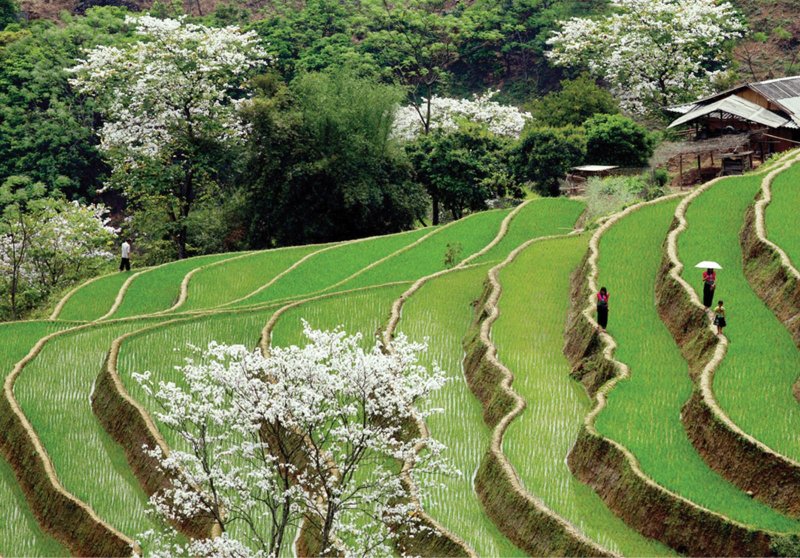 Peaceful regions in the wild