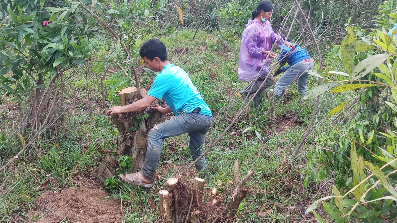 Ồ ạt trồng cây chờ đền bù