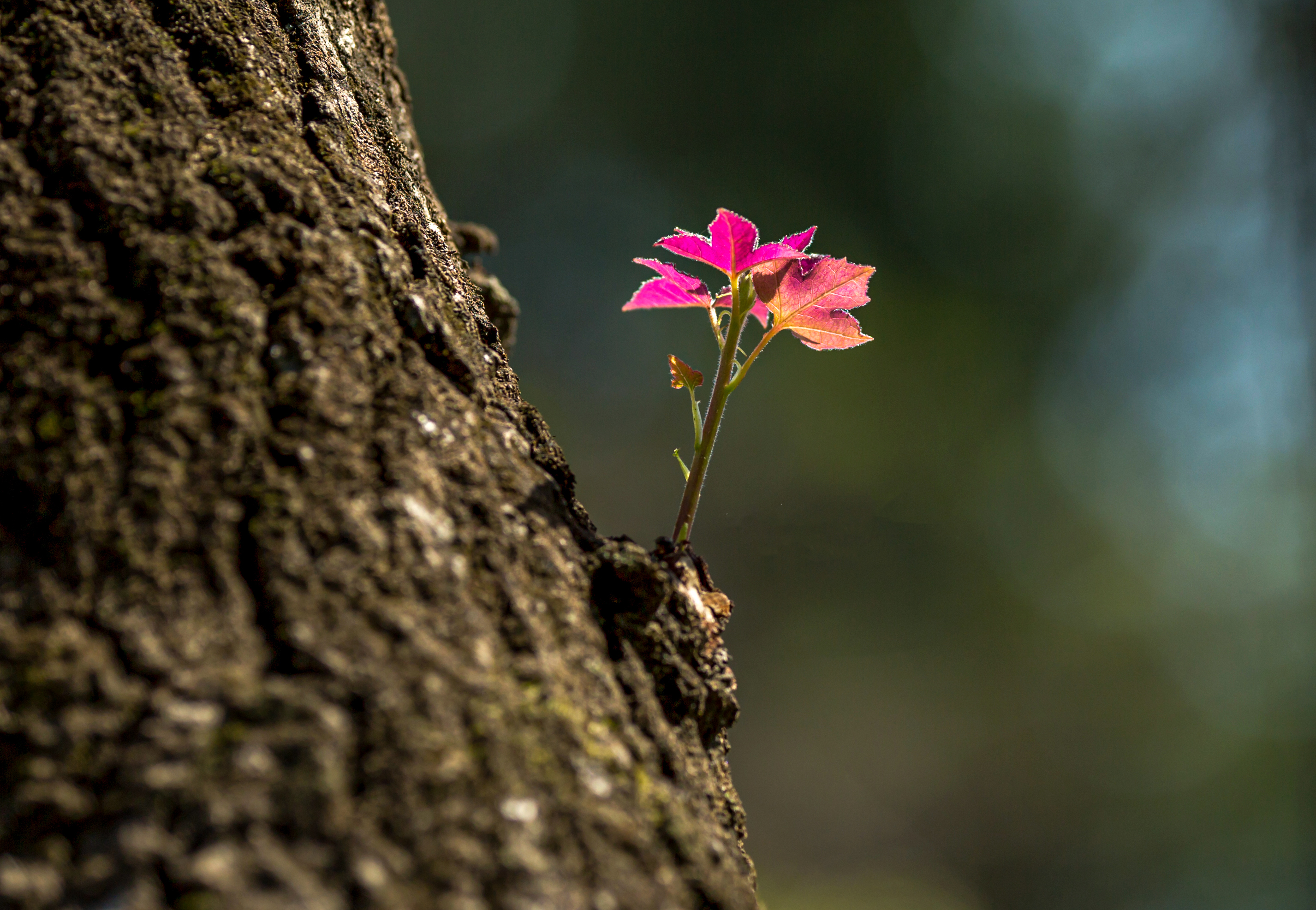 Young shoots, green buds