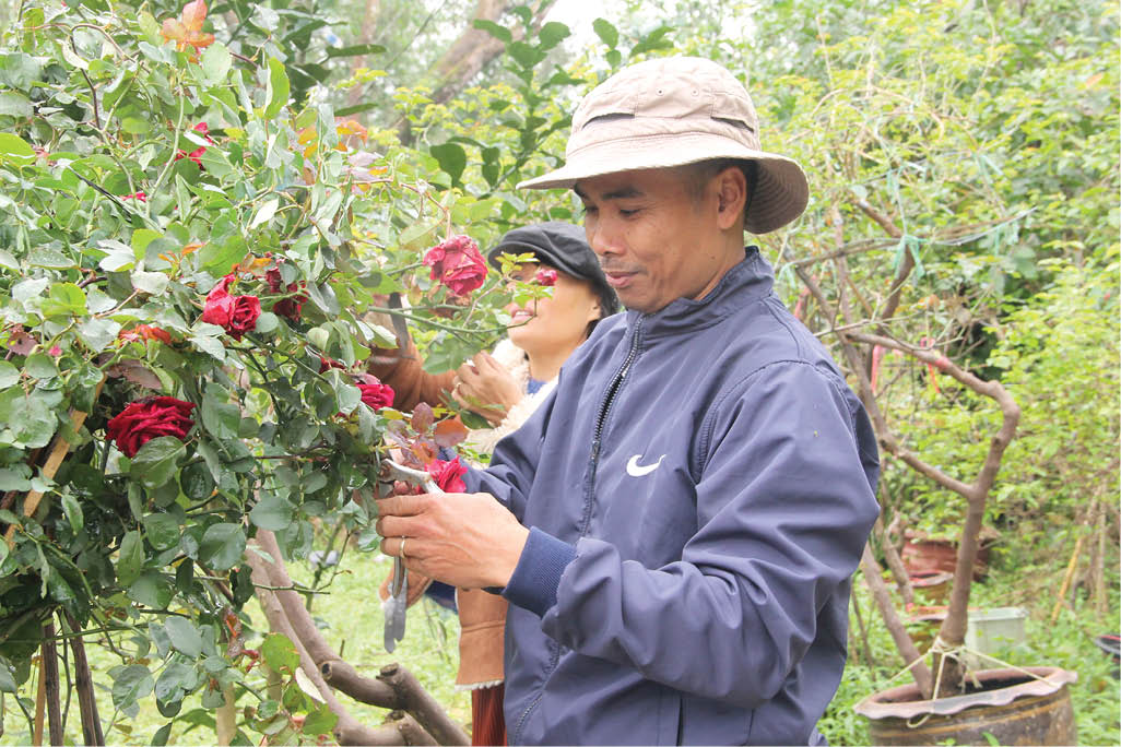 Rose garden and homestay at foot of Mount Bach Ma