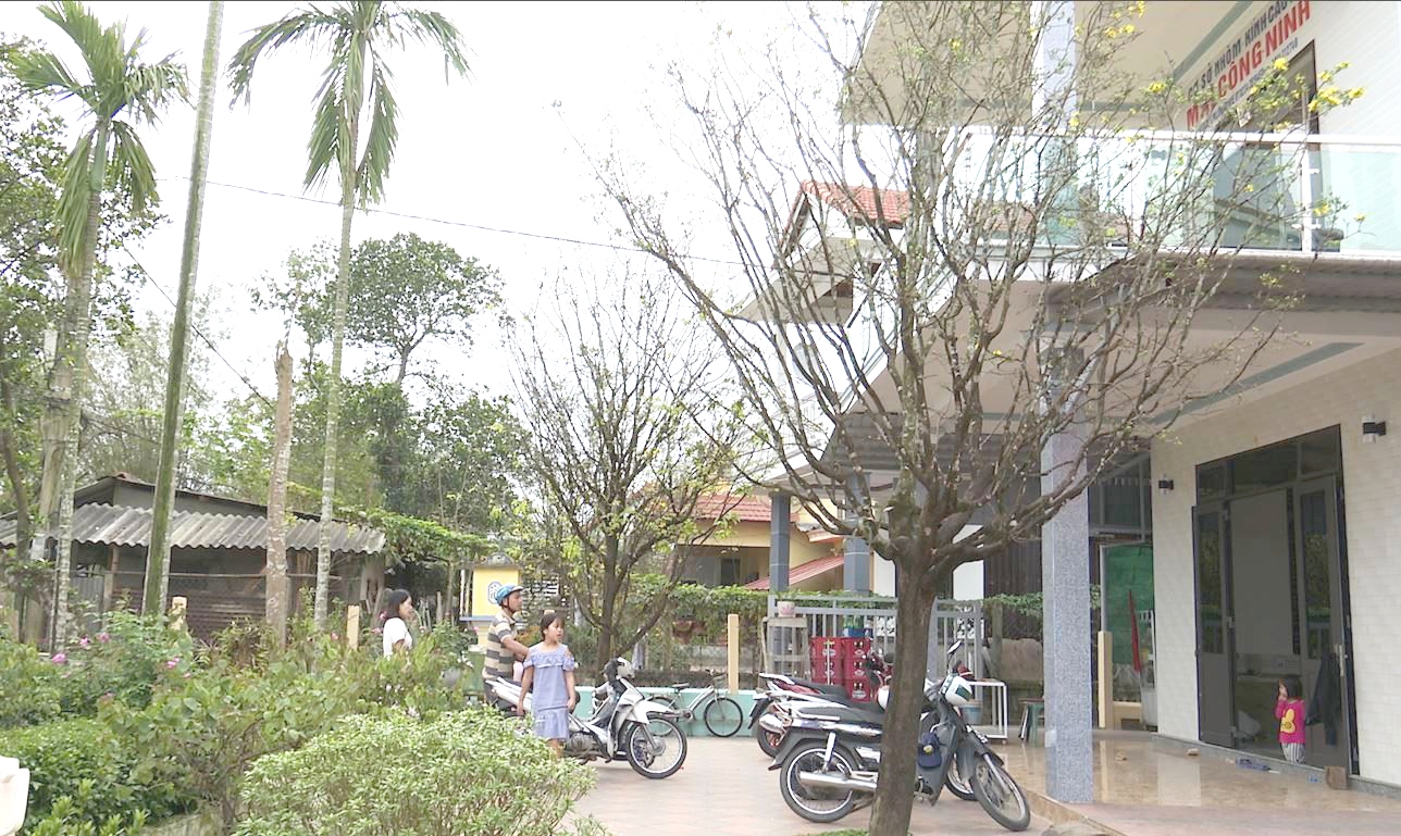 Hue to encourage planting yellow apricot blossom trees in front of offices and residences
