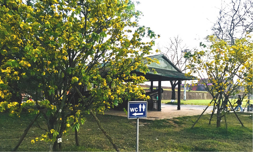 Để đường hoàng mai thêm đẹp