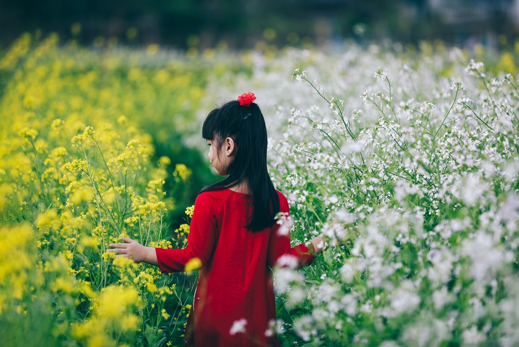 Yellow canola flower season