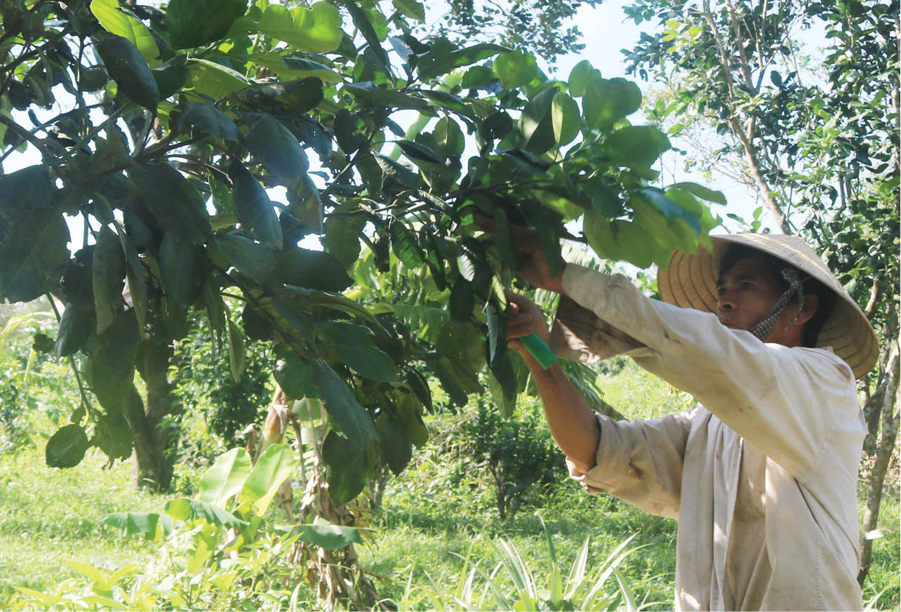 Thêm động lực cho hộ mới thoát nghèo