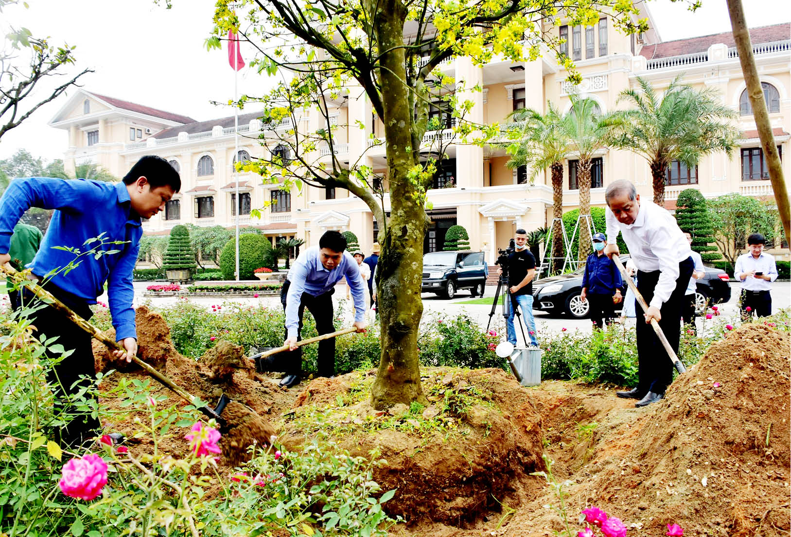 Người dân muốn trồng hoàng mai ở vỉa hè, được không