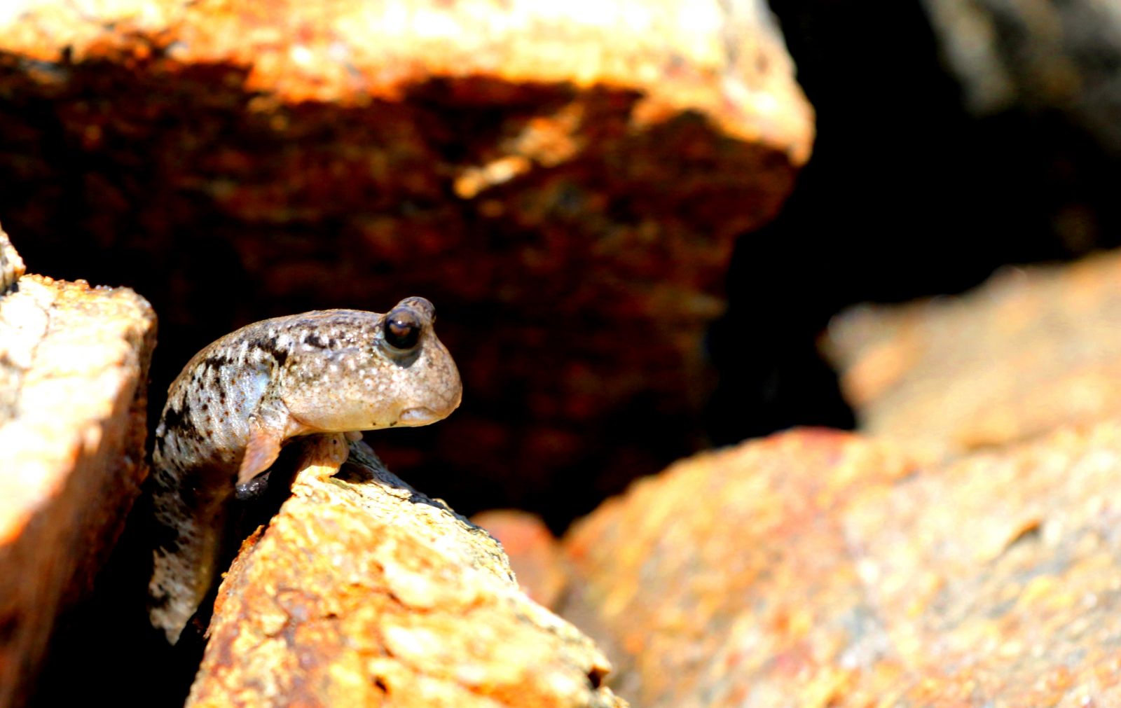 A look at mudhoppers climbing trees and sunbathing in Tam Giang - Cau Hai