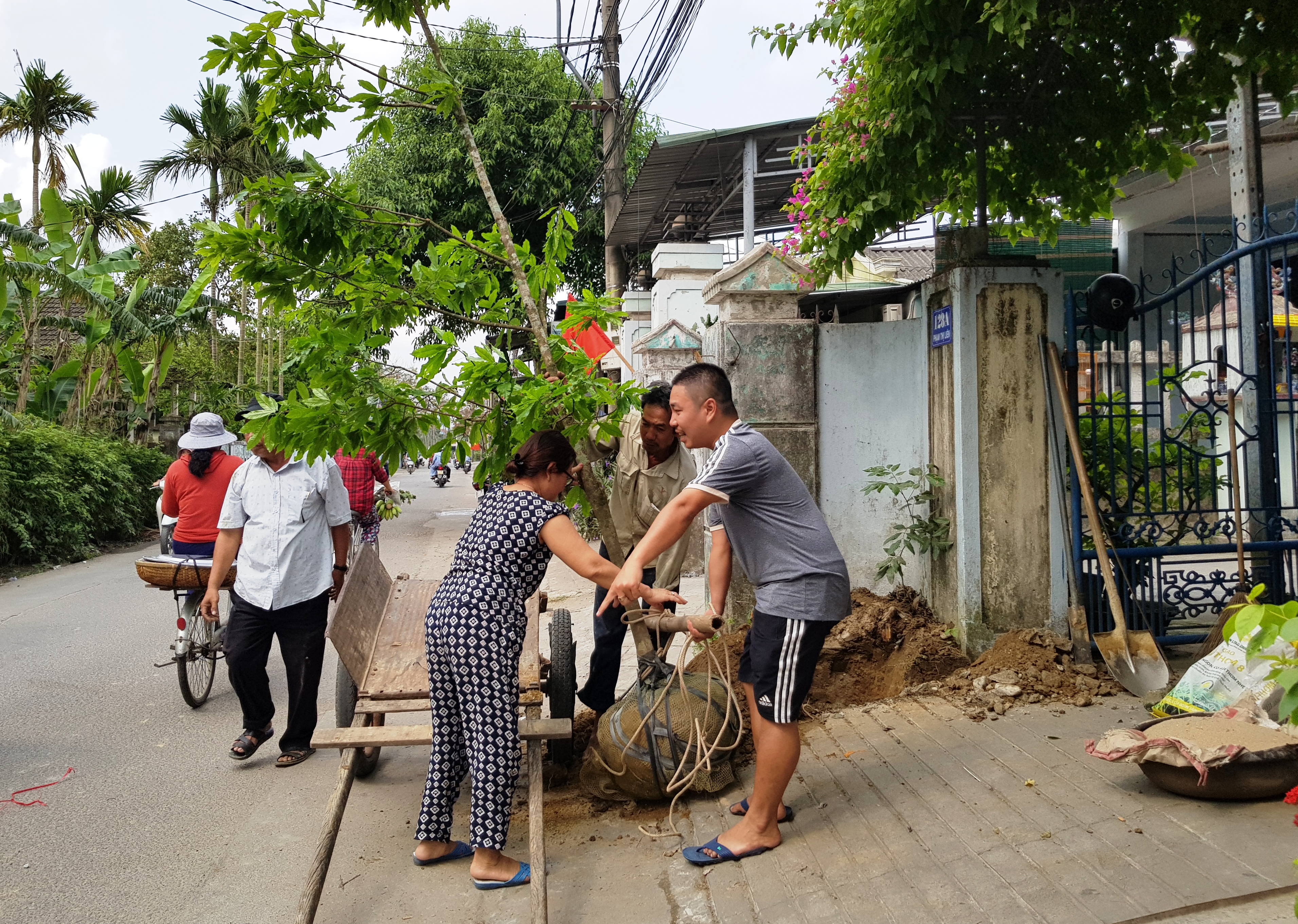 Hoàng mai trong cuộc sống và tâm thức người Việt