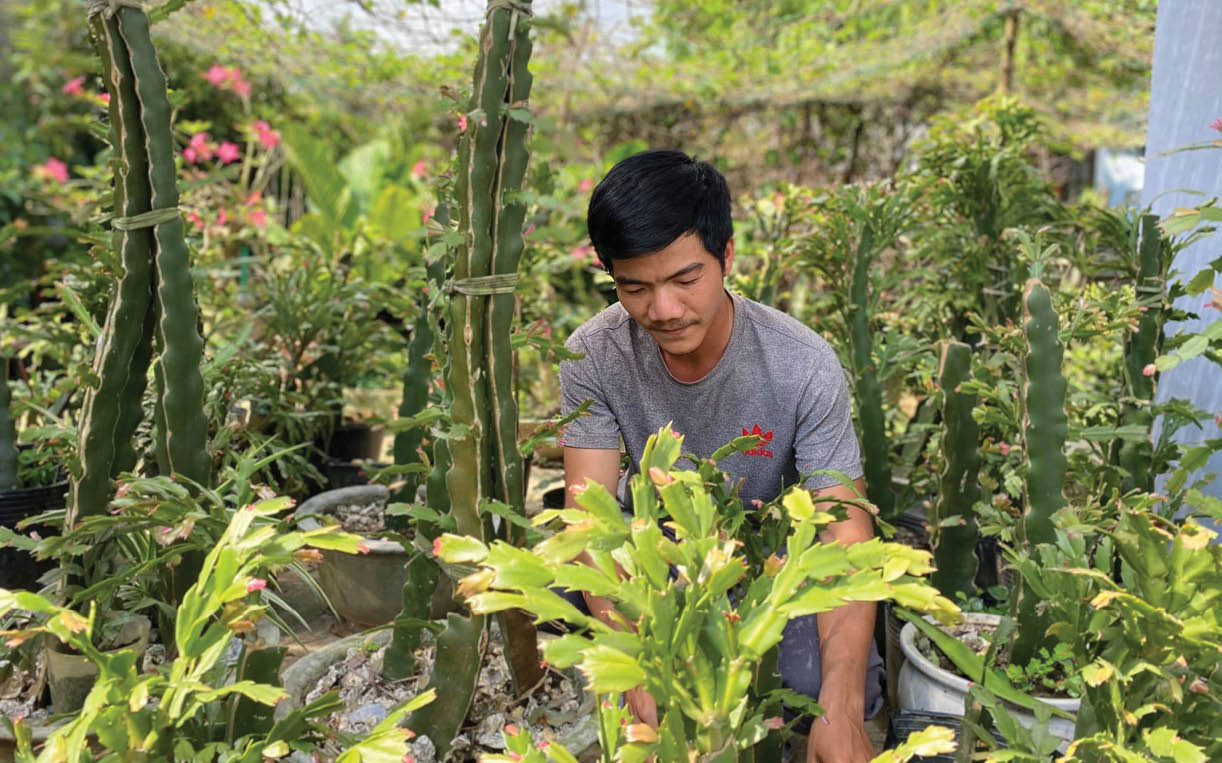 Vườn tiểu quỳnh đầu tiên của làng hoa Phú Mậu