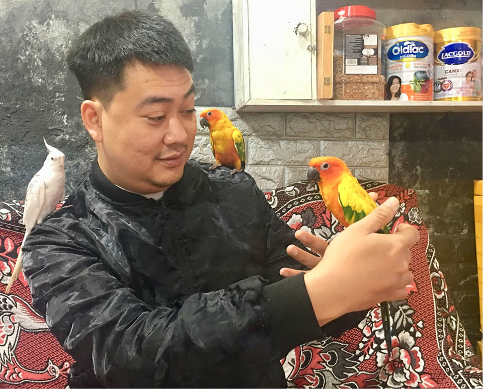 Khi vẹt thành thú cưng