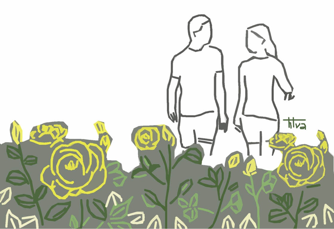 Hồng hoa buổi sớm