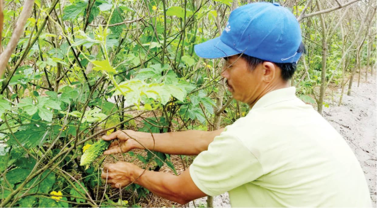Mướp đắng Quảng Thái nỗ lực ra thị trường