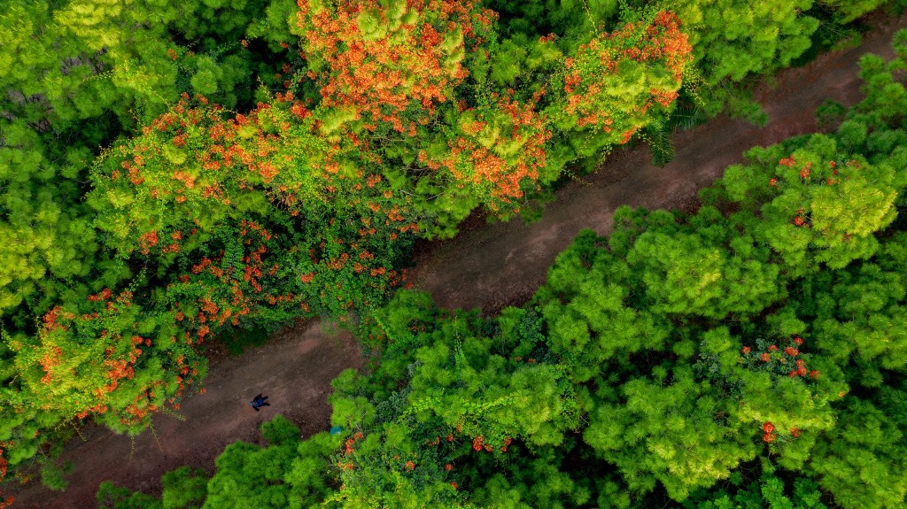 Những mùa hoa tháng 3