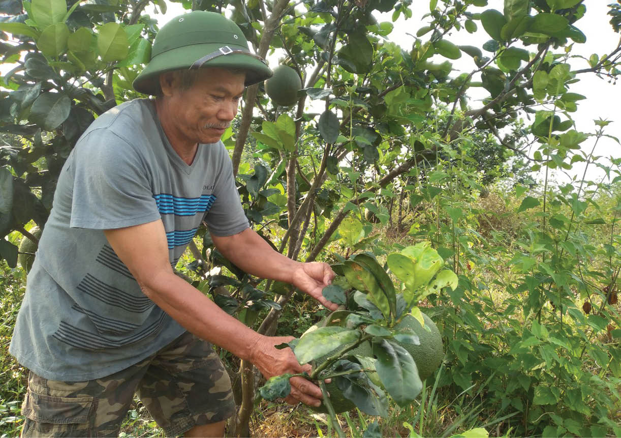 Cựu chiến binh lập trang trại