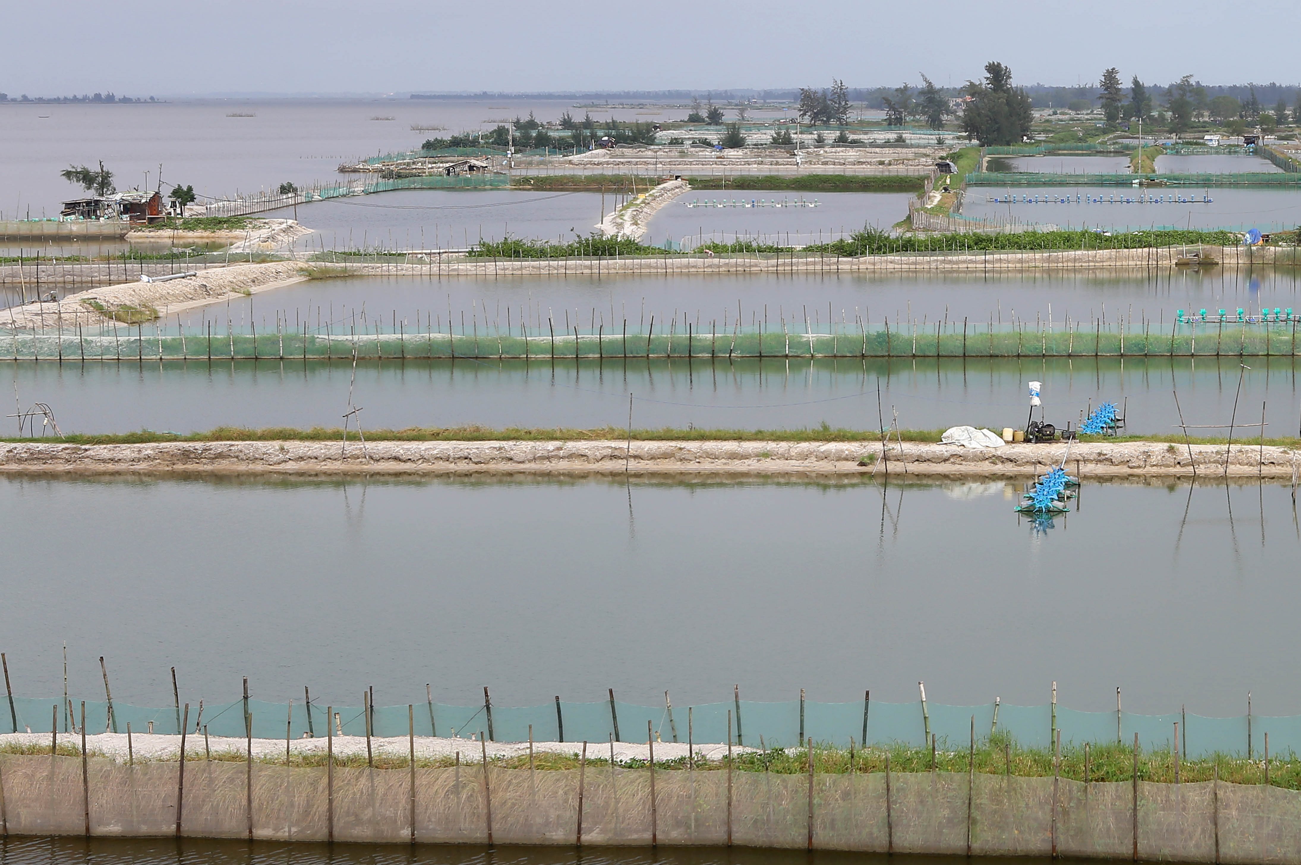 Quan trắc, cảnh báo môi trường nuôi trồng thủy sản các vùng nuôi lớn, nuôi chuyên thâm canh