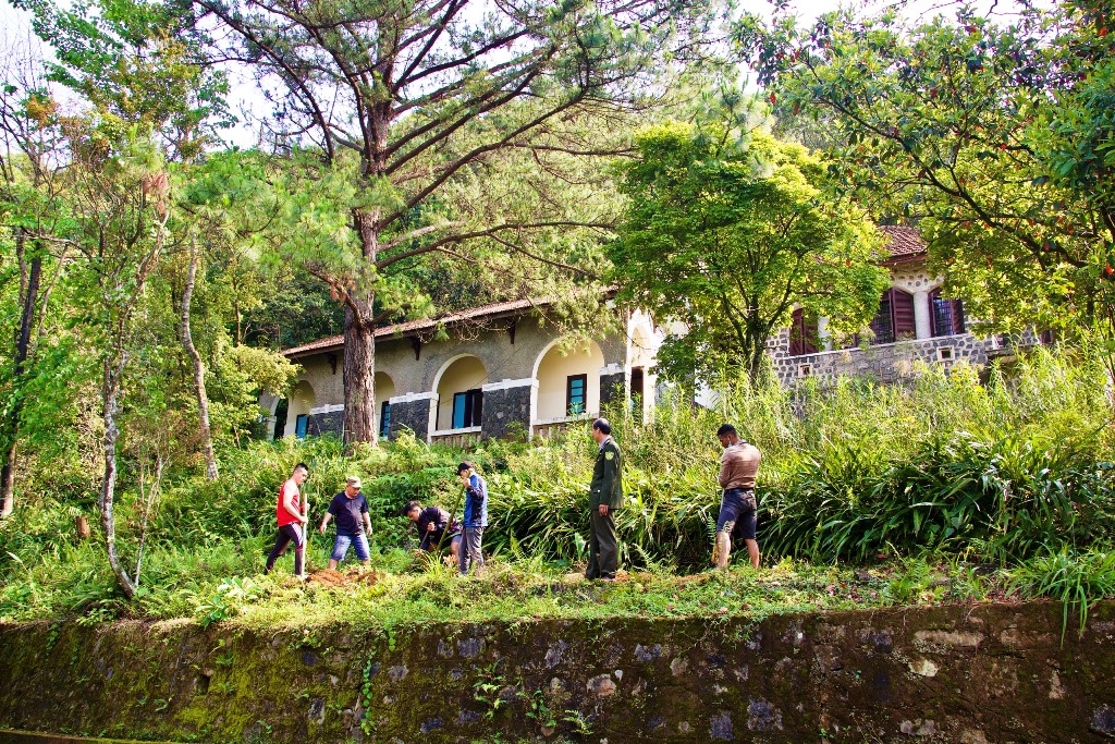 Đưa hoa anh đào Đà Lạt về trồng ở non thiêng Bạch Mã