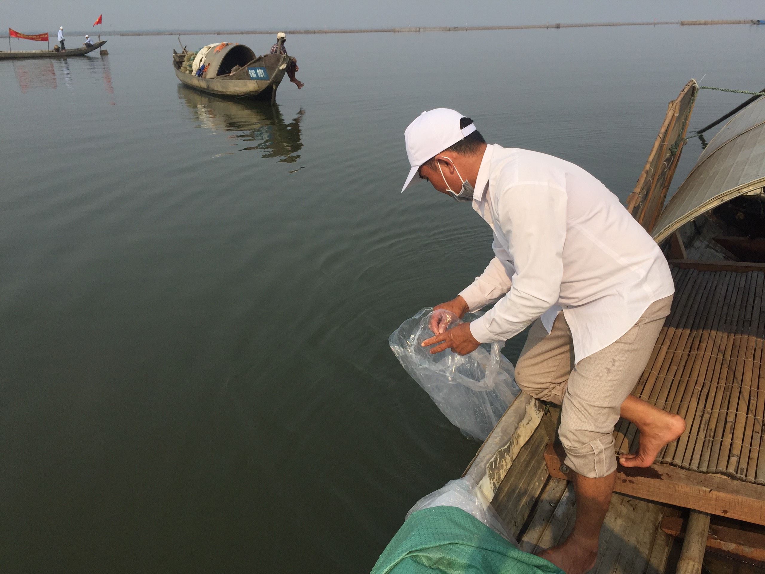 Thả 50 ngàn con tôm sú và hơn 1 200 con cua giống trên đầm phá