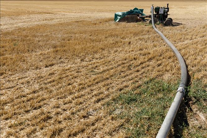 Châu Âu Mất mùa do nắng nóng và hạn hán tăng gấp 3 lần trong vòng 50 năm