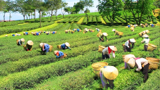 Hoàn thiện cơ chế, chính sách phát triển KTXH vùng dân tộc thiểu số và miền núi