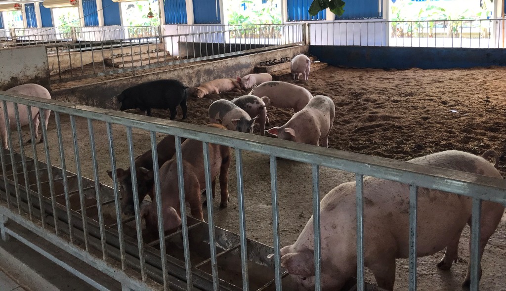 Ứng dụng chế phẩm sinh học khử mùi hôi chuồng trại