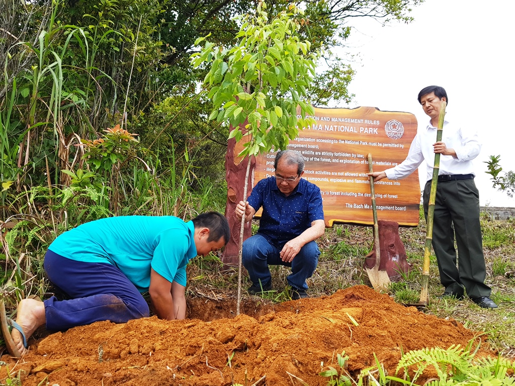 Cherry blossom trees from Da Lat to be grown in Bach Ma National Park