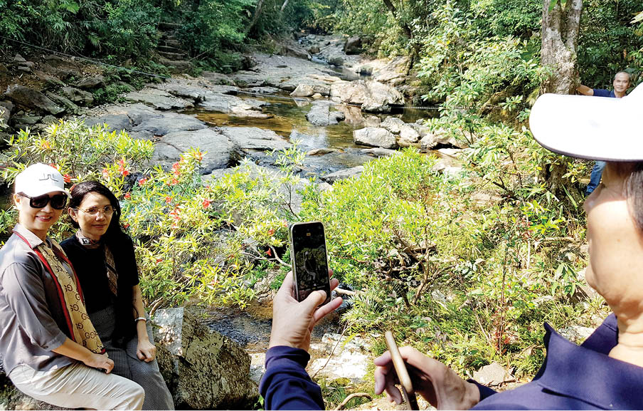Hoa đỗ quyên nở muộn
