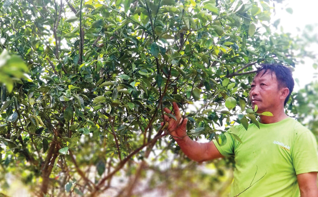 Phục hồi giống quýt Hương Cần