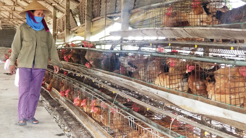 Giá thức ăn tăng, người chăn nuôi gặp khó