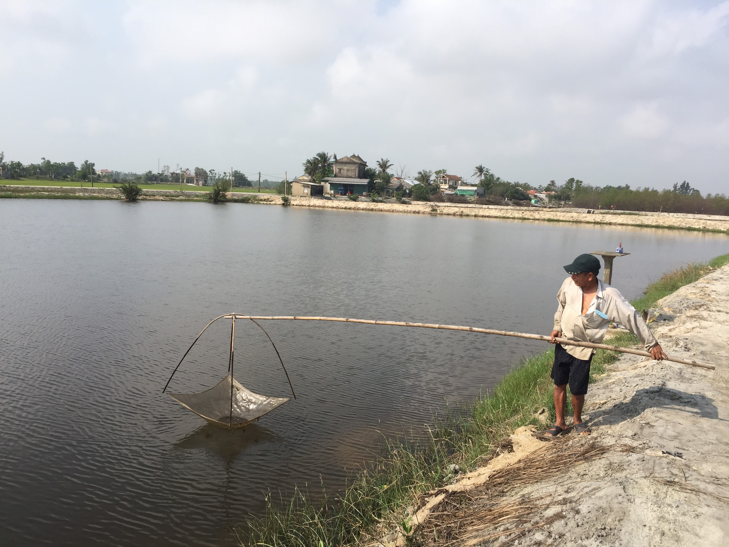 Bệnh đốm trắng gây hại trên tôm nuôi ở Quảng Điền