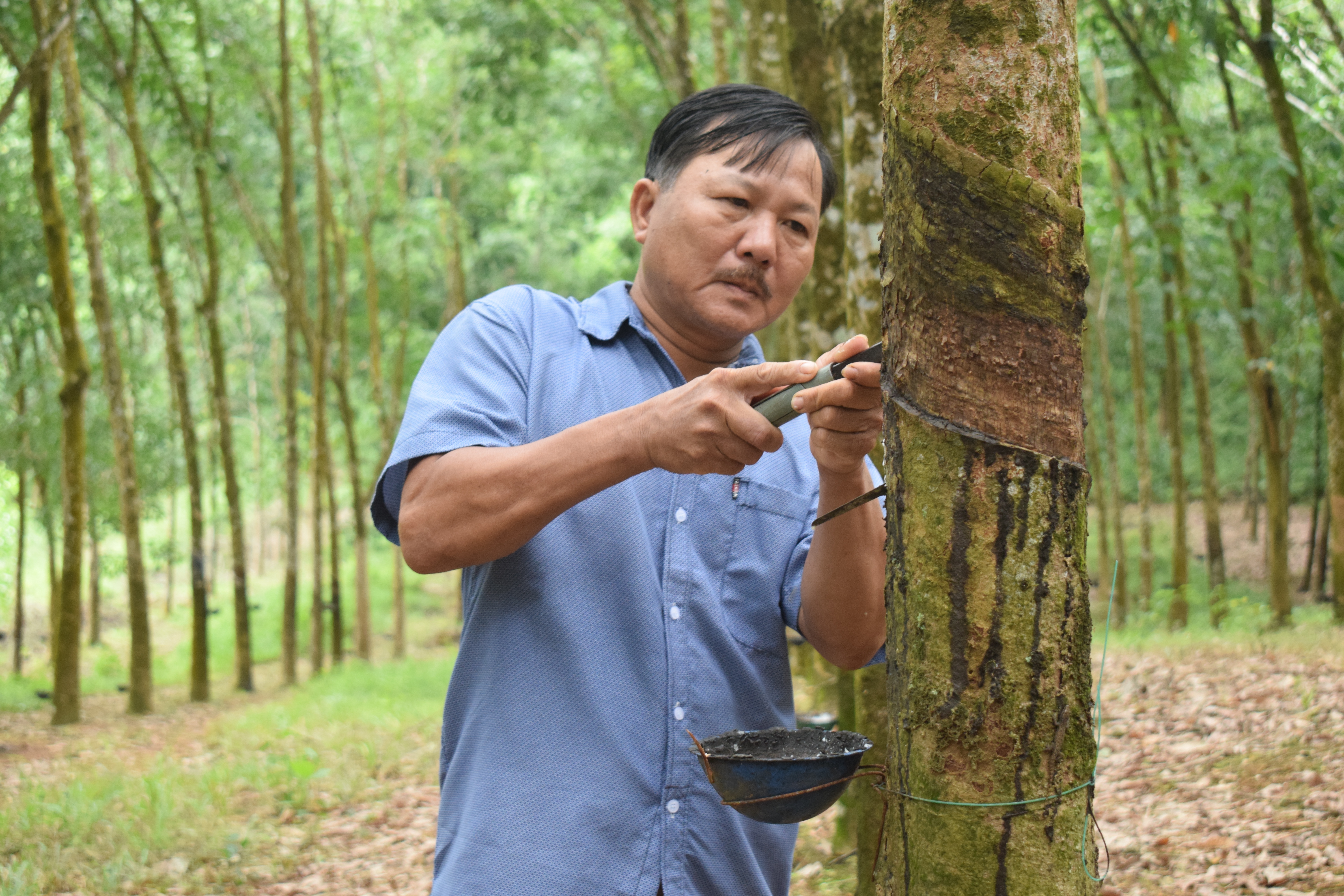 Hơn 1 000 ha cây trồng dài ngày bị sâu bệnh gây hại nặng