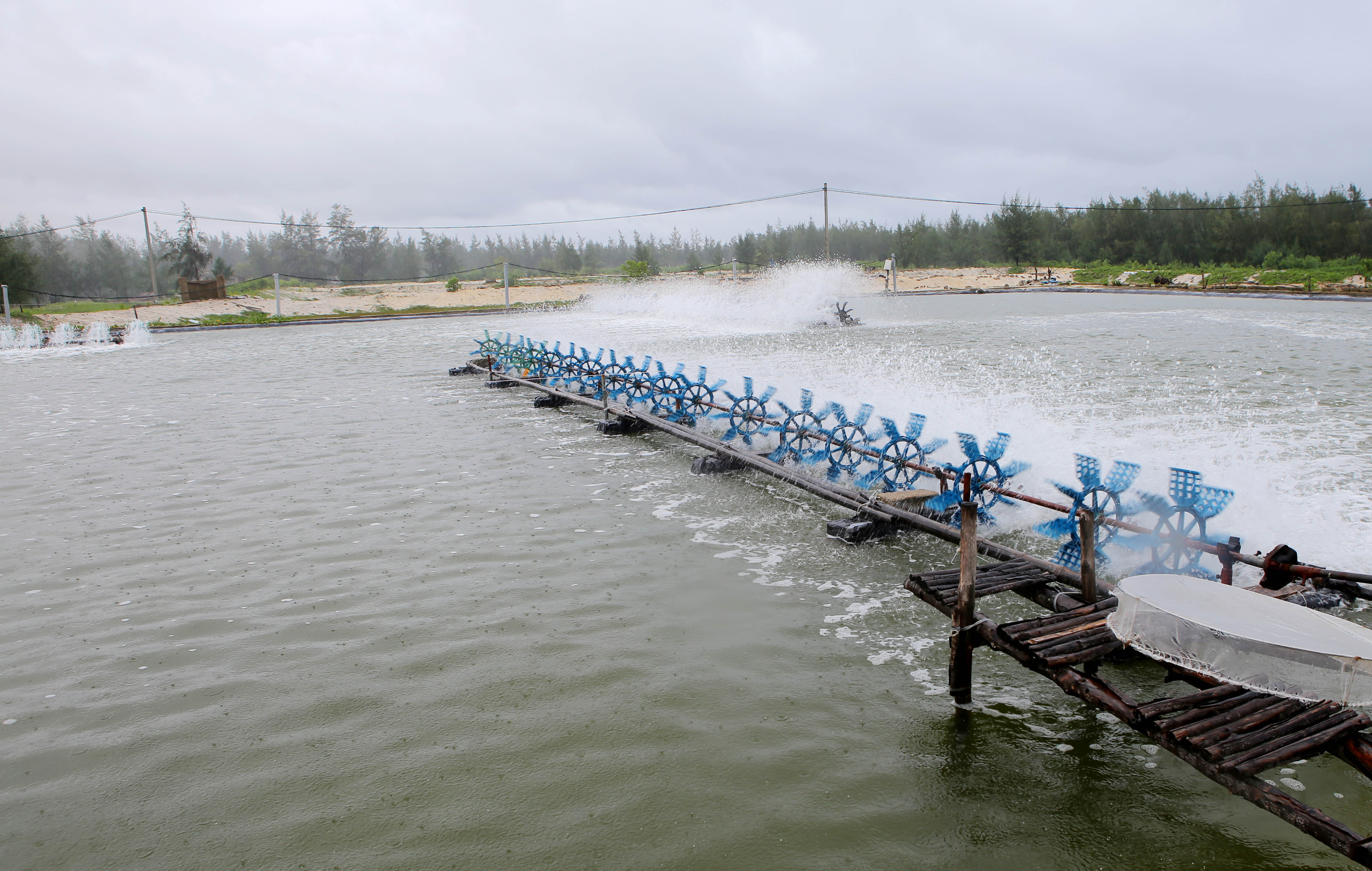 Tôm nuôi bị chết nhiều nơi