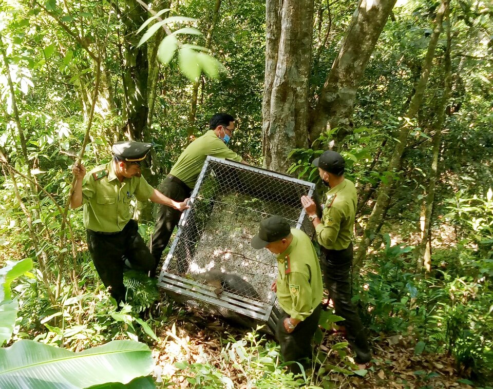 Thả vọoc chà vá chân nâu 6,3kg về môi trường tự nhiên