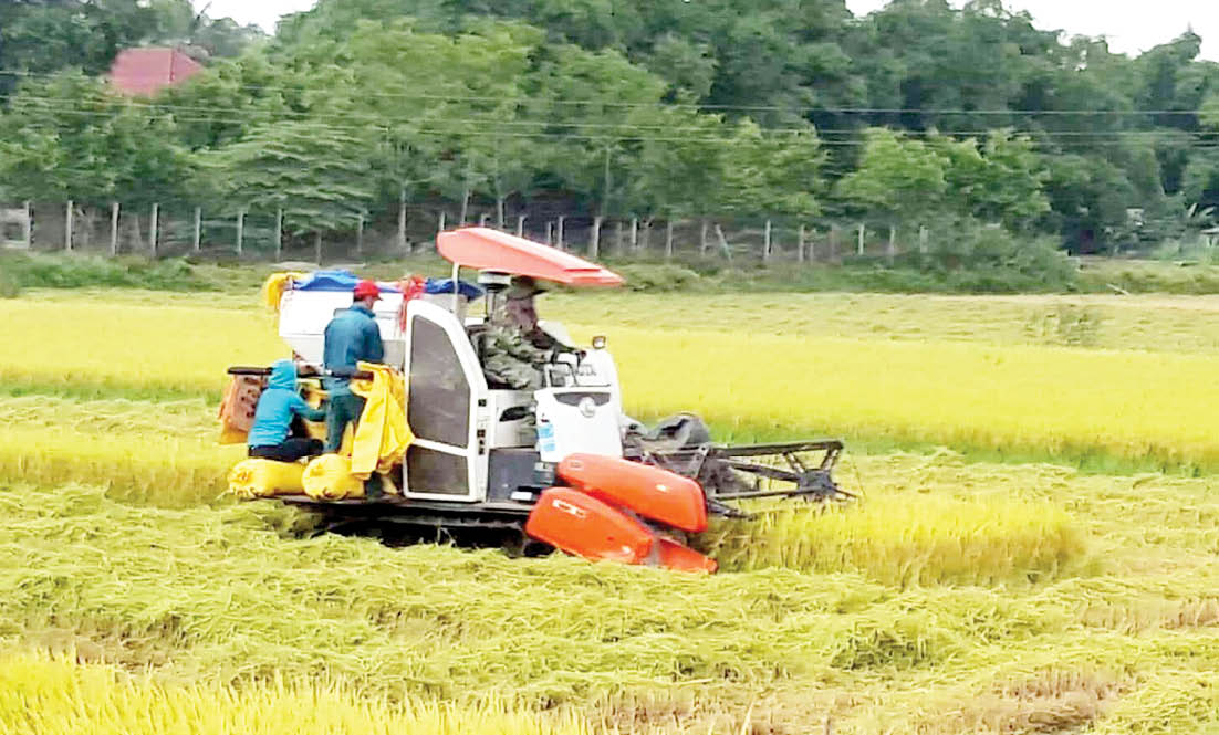 Xử lý rơm rạ bằng biện pháp canh tác tổng hợp