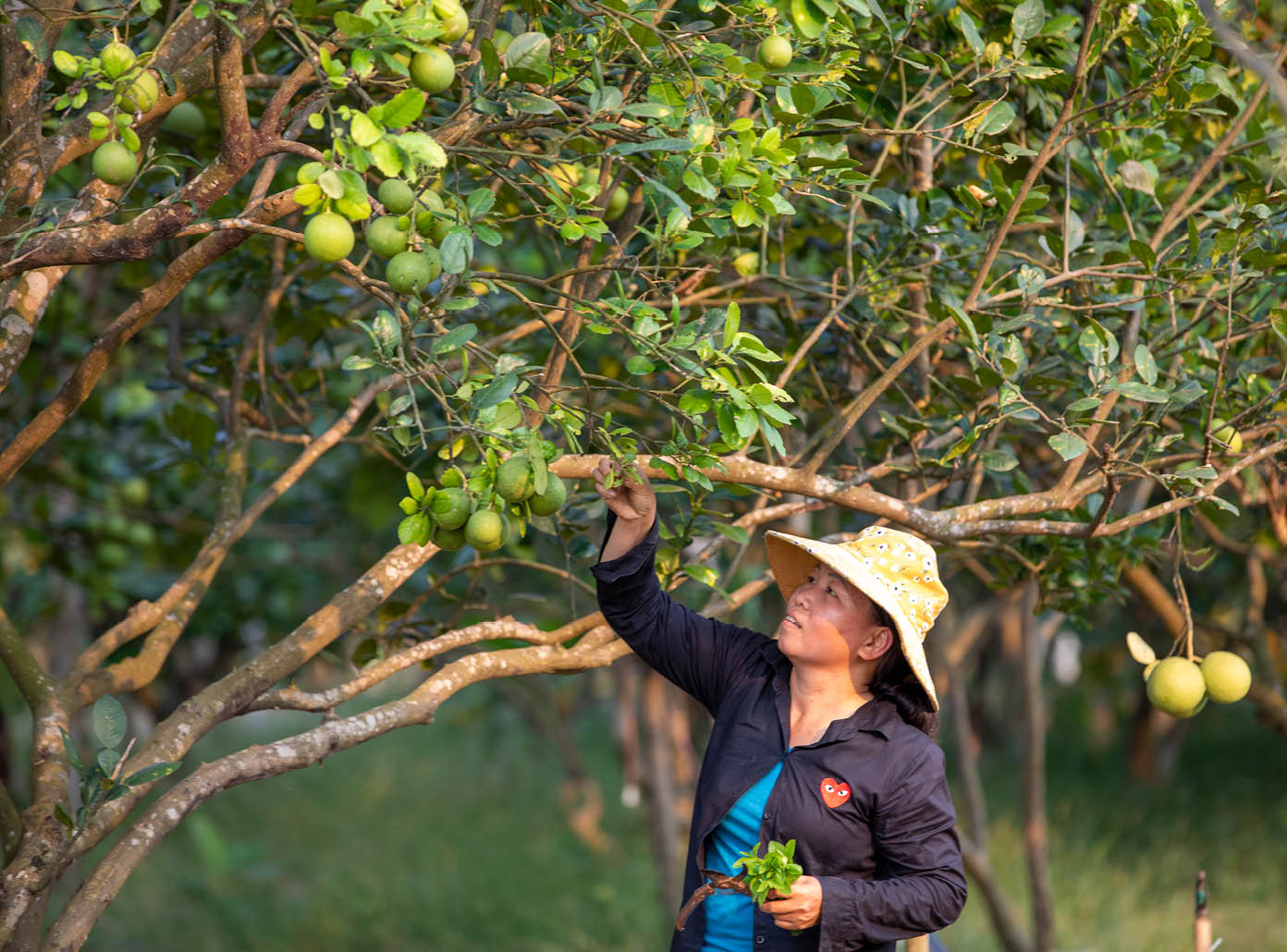 “Existable” plants in Hue