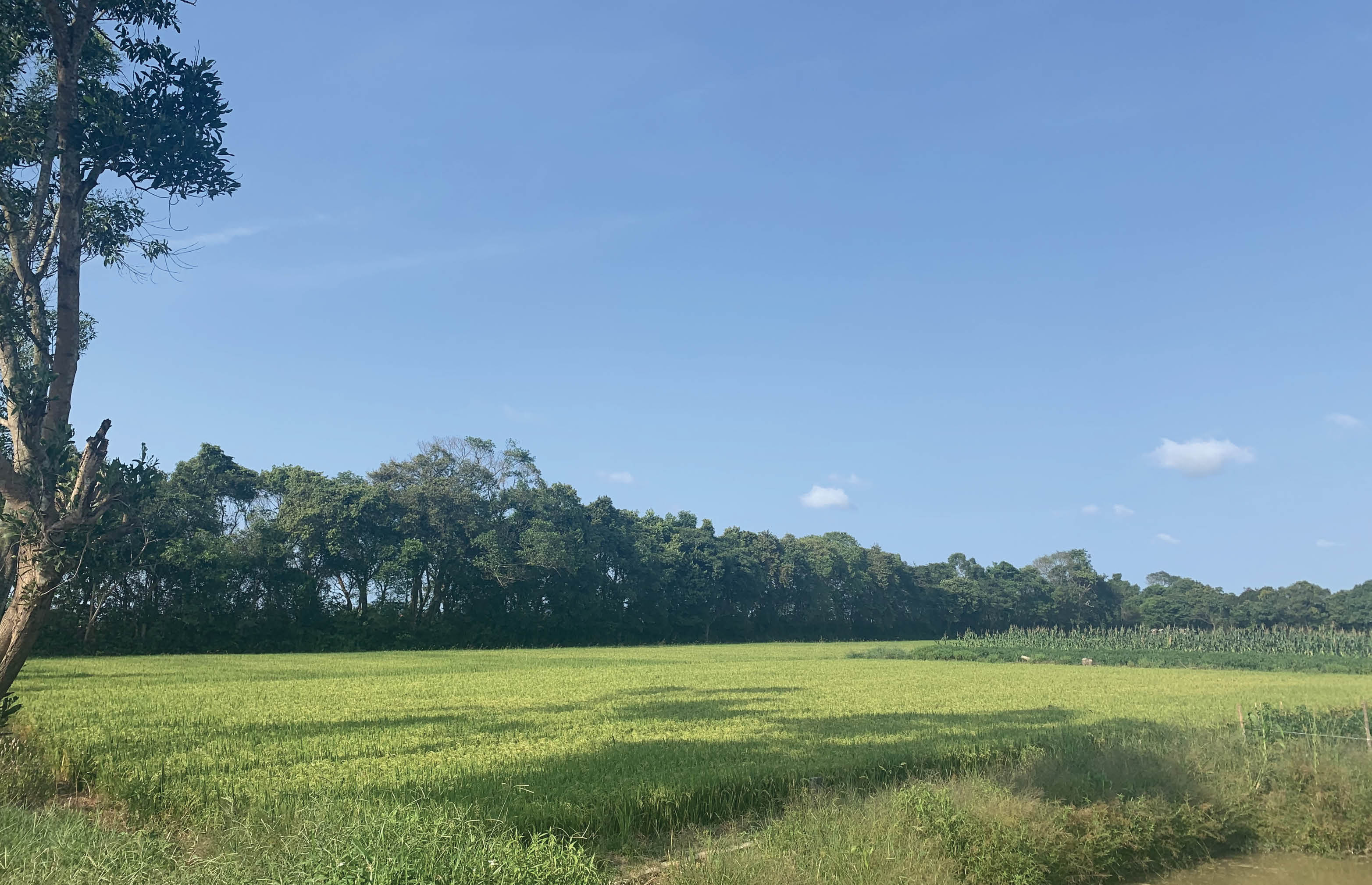 “Áo cây” giữ làng
