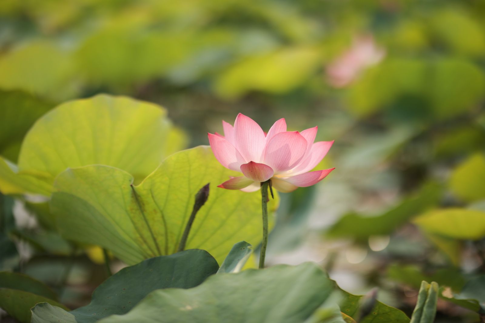 Gentle beauty of lotus in summer