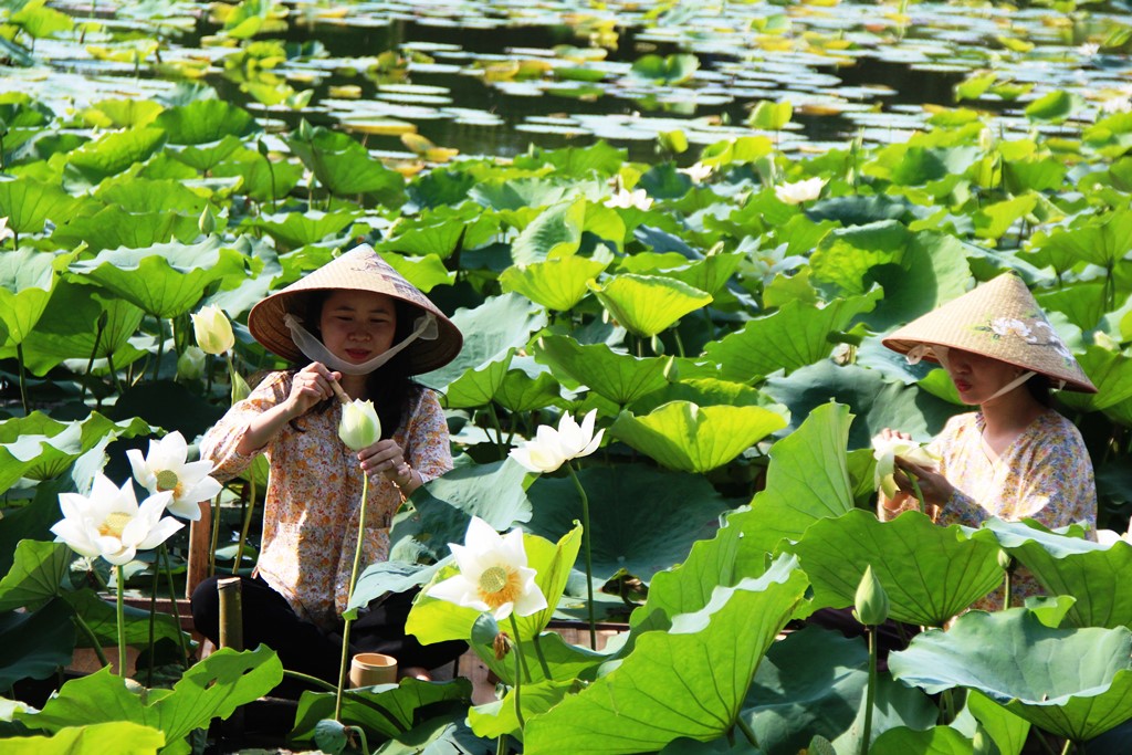 Sen trắng Huế hồi sinh ở hồ Tịnh Tâm