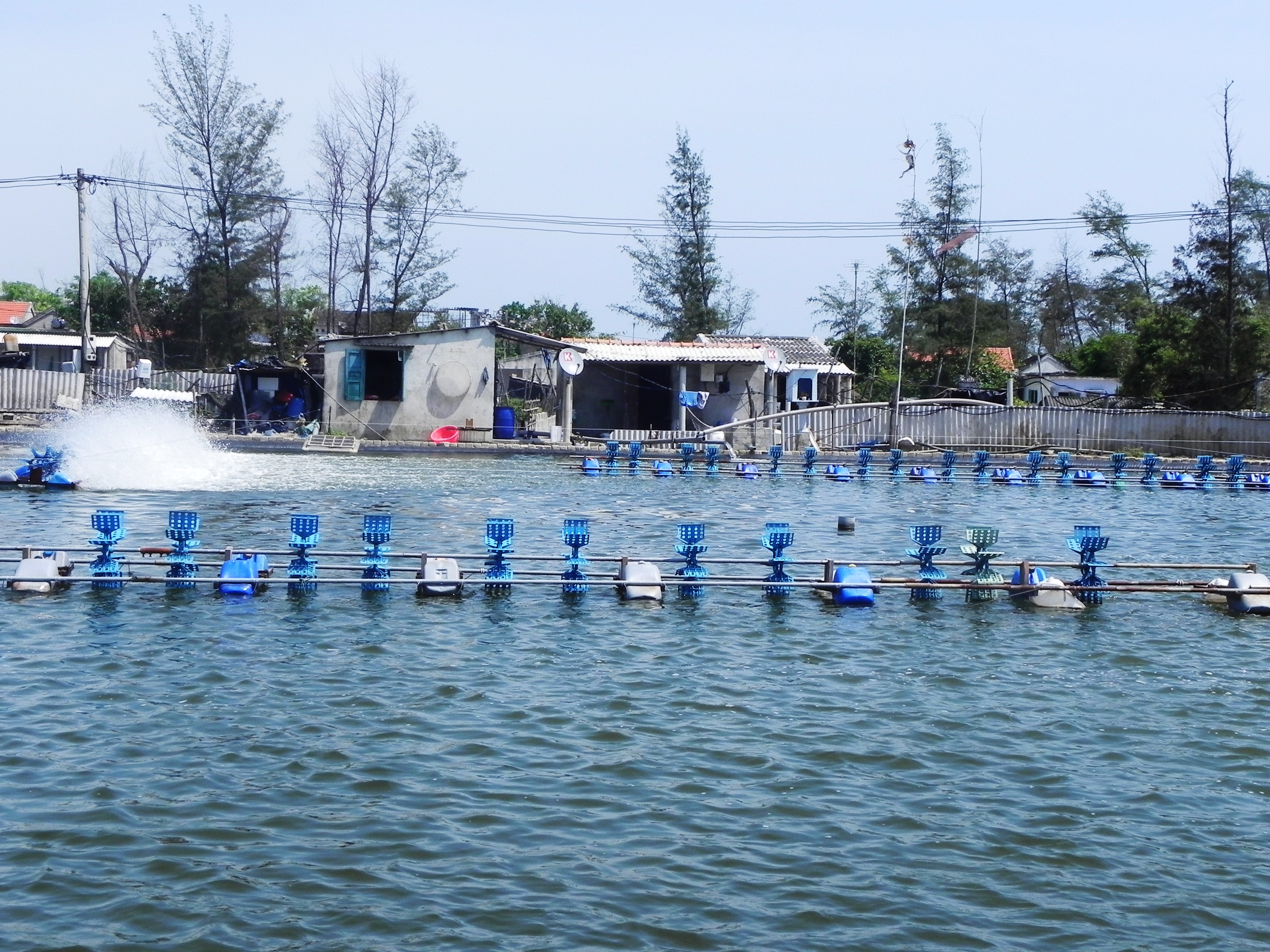 Nhiều nơi tôm nuôi bị dịch bệnh do nắng nóng