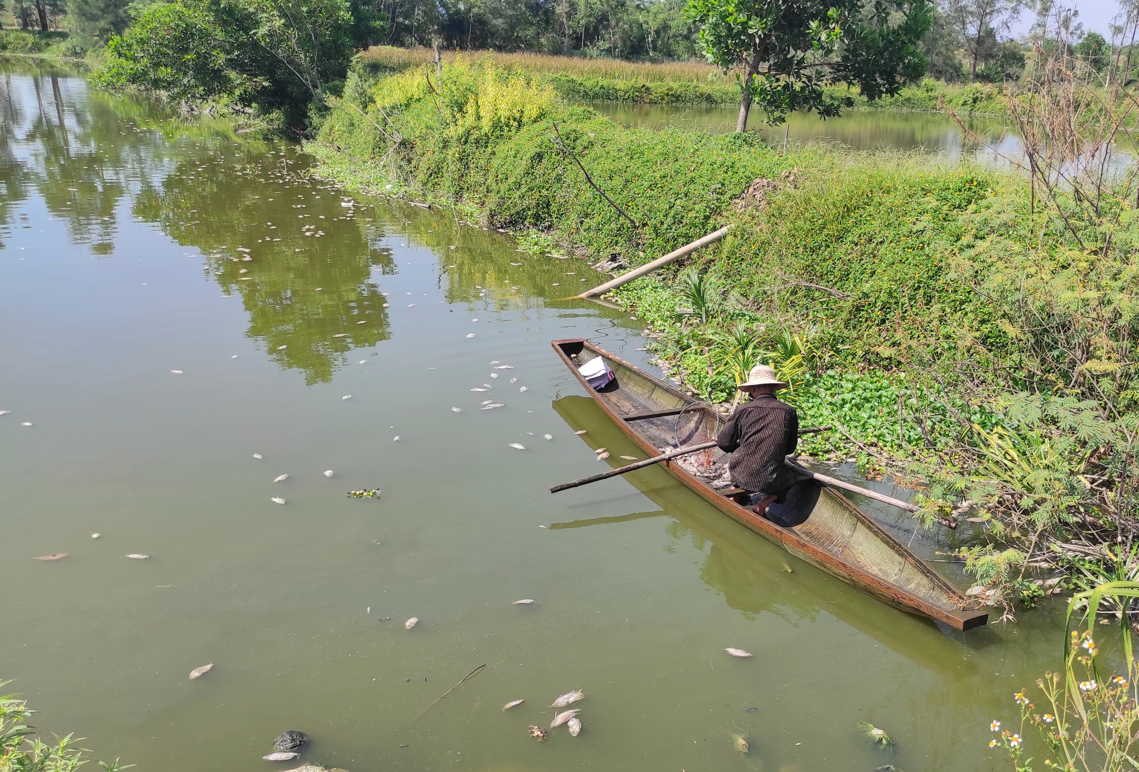 Xử lý cá chết hàng loạt tại Thủy Tân