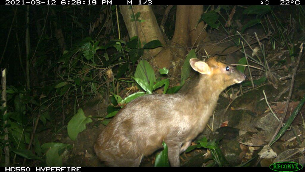 Endangered muntjac spotted in Phong Dien Nature Reserve