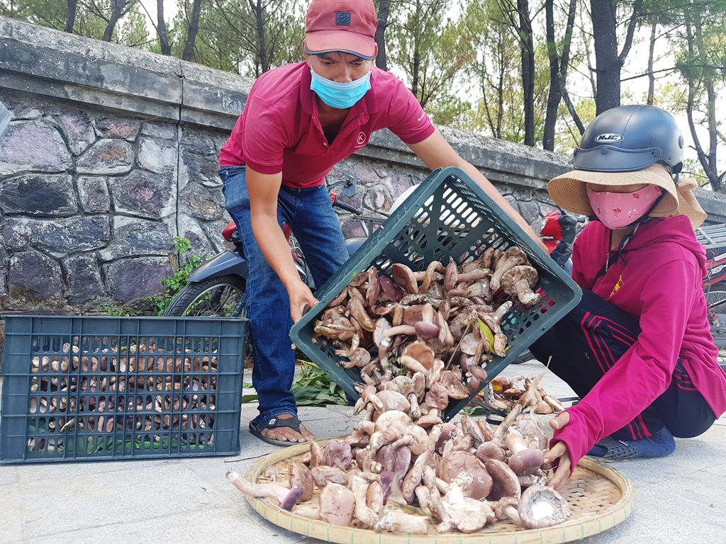 Nấm tràm đắt giá, người mua vẫn “hốt sạch”