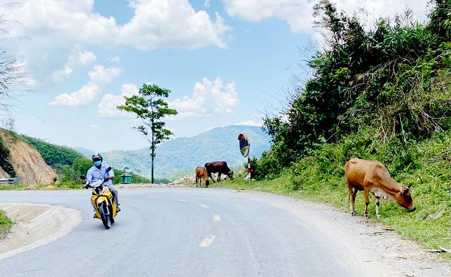 Hiểm họa từ những đàn bò thả rông trên đèo