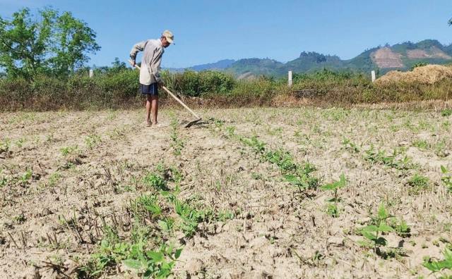 Nam Đông Chuyển đổi cây trồng, ứng phó với nắng hạn
