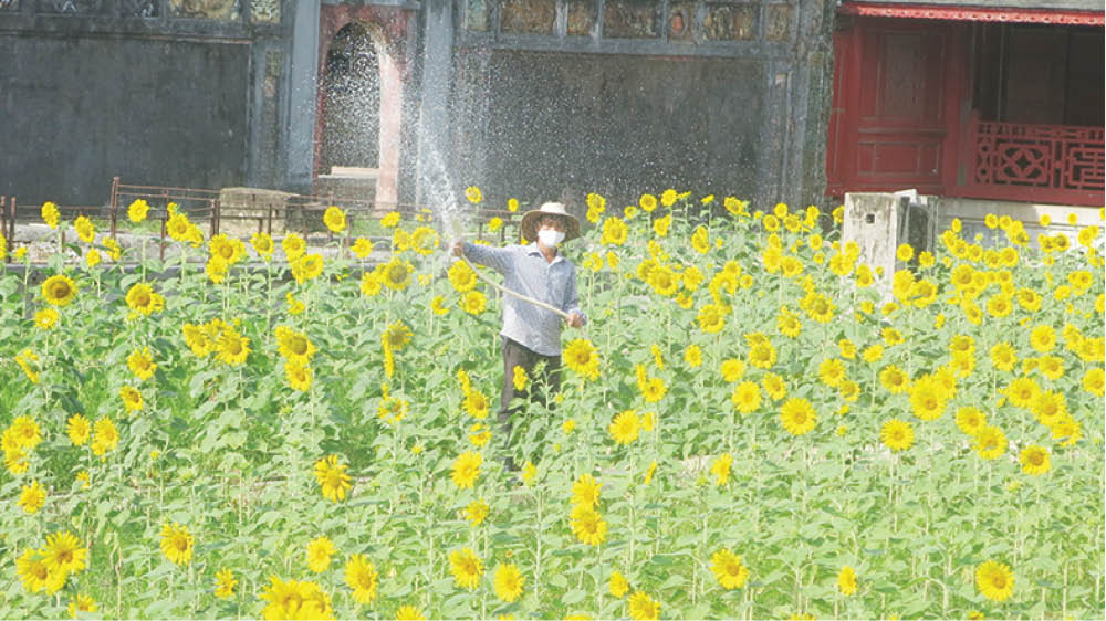 Di tích Huế Cố gắng duy trì các hoạt động cần thiết