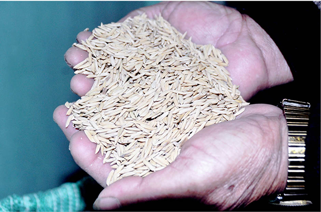 Bán lúa giống Nhà nước hỗ trợ, hợp tác xã bị kiểm điểm