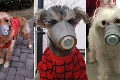 Chủ có thể truyền bệnh COVID-19 cho thú nuôi