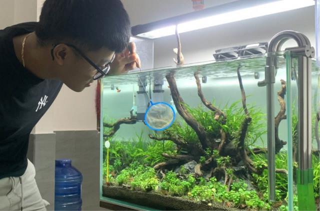 Thủy sinh không chỉ là “trend”