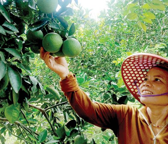 Phụ nữ Thượng Long giúp nhau làm kinh tế