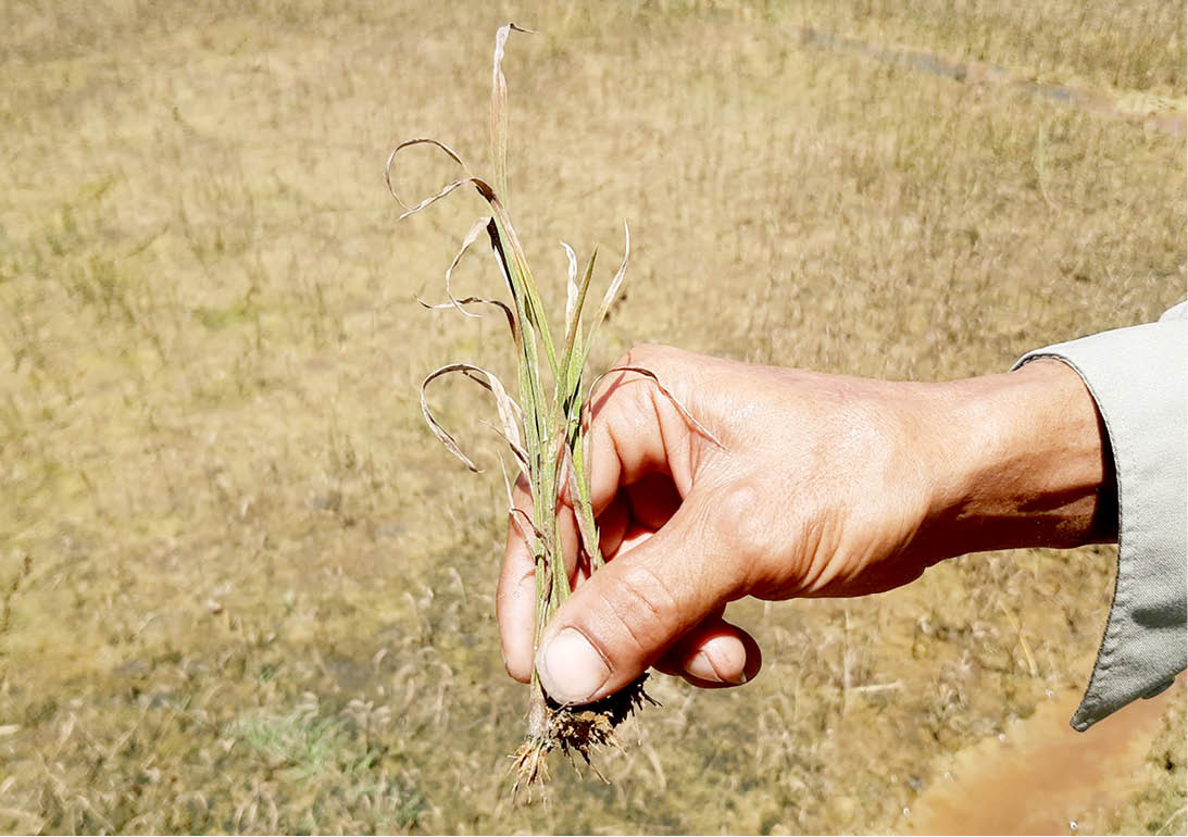 Nhiều ha lúa bị chết sau khi sử dụng thuốc Halosuper 250WP