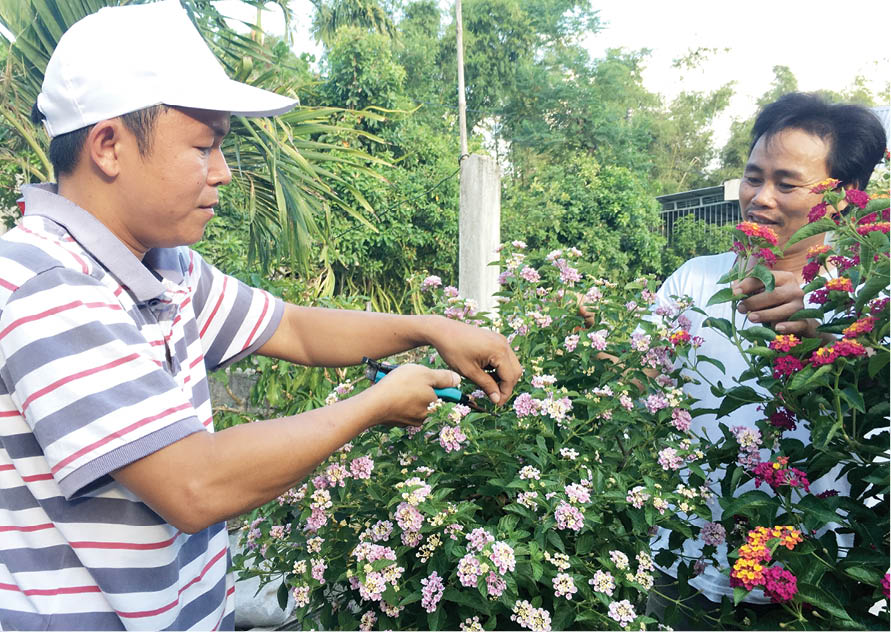 “Thổi hồn” cho hoa ngũ sắc