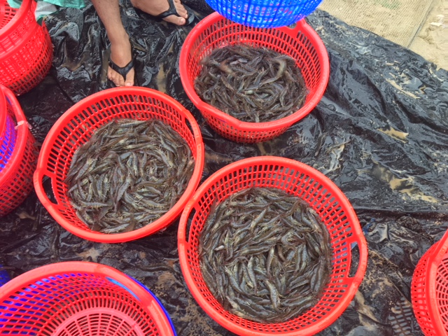 Quảng Điền Gần 70 ha tôm bị bệnh gây thiệt hại lớn